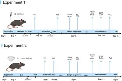 The antidepressant effect of short- and long-term zinc exposition is partly mediated by P2X7 receptors in male mice